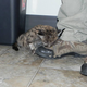 Illustration for article titled ZOMG BABY FLORIDA PANTHER!!!